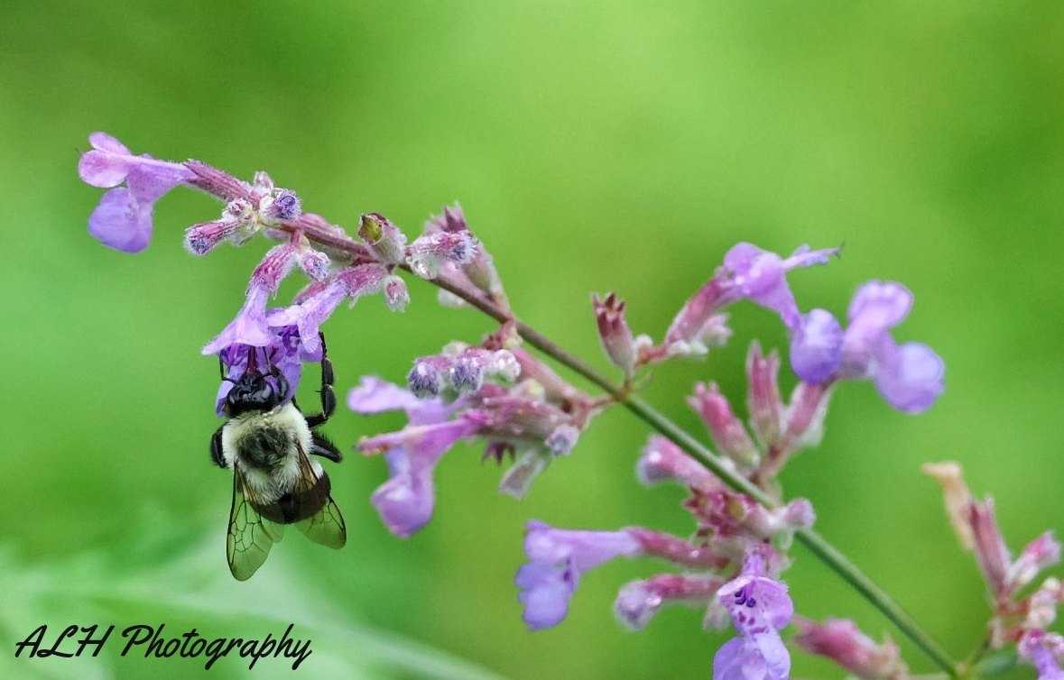 Close-up bee on purple flowers photographed by Allison Lee Photography